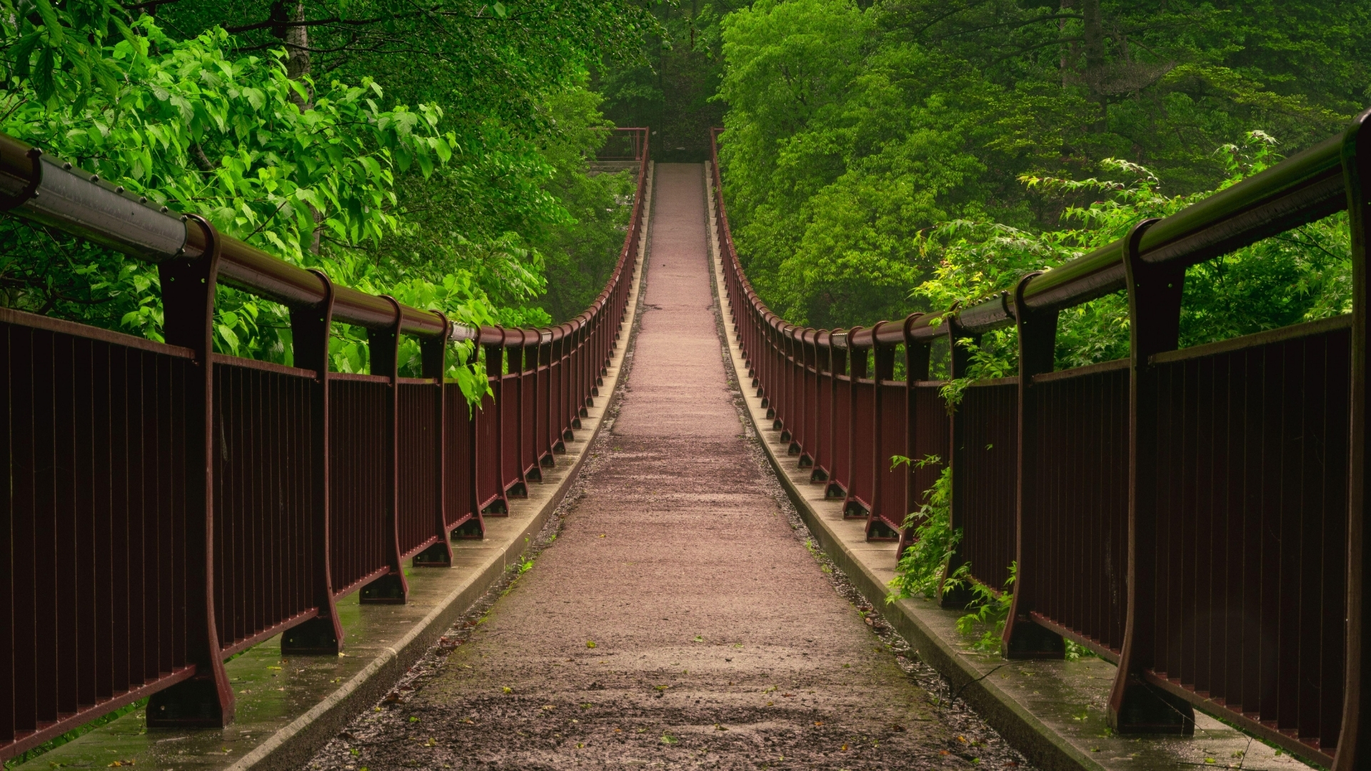 Bridge leading through lush green forest - symbolizing the path to financial security