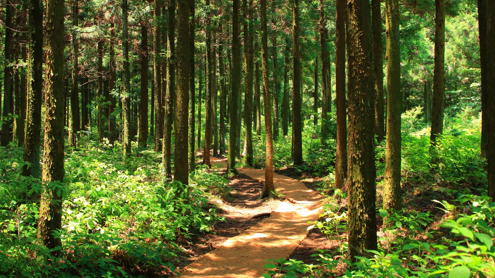 Universal Life Investment Options