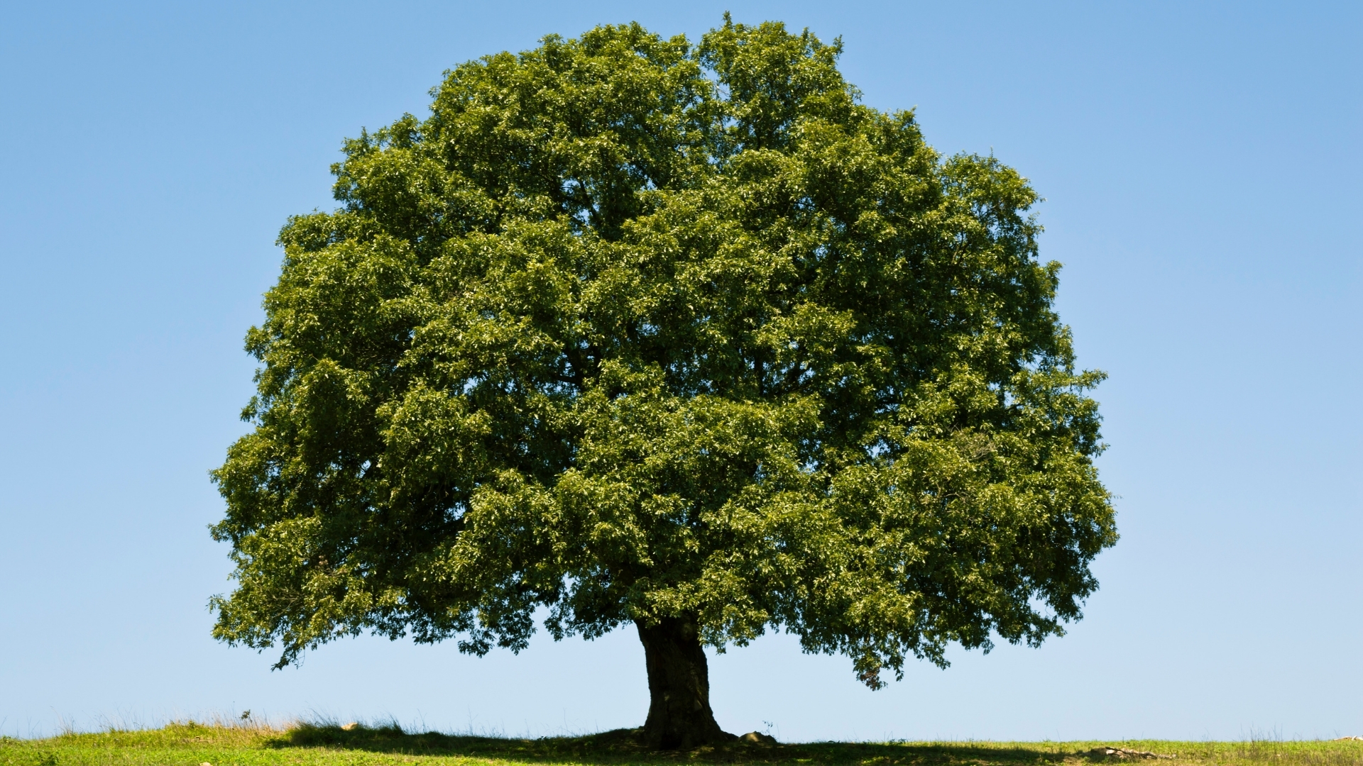 Whole Life Insurance
