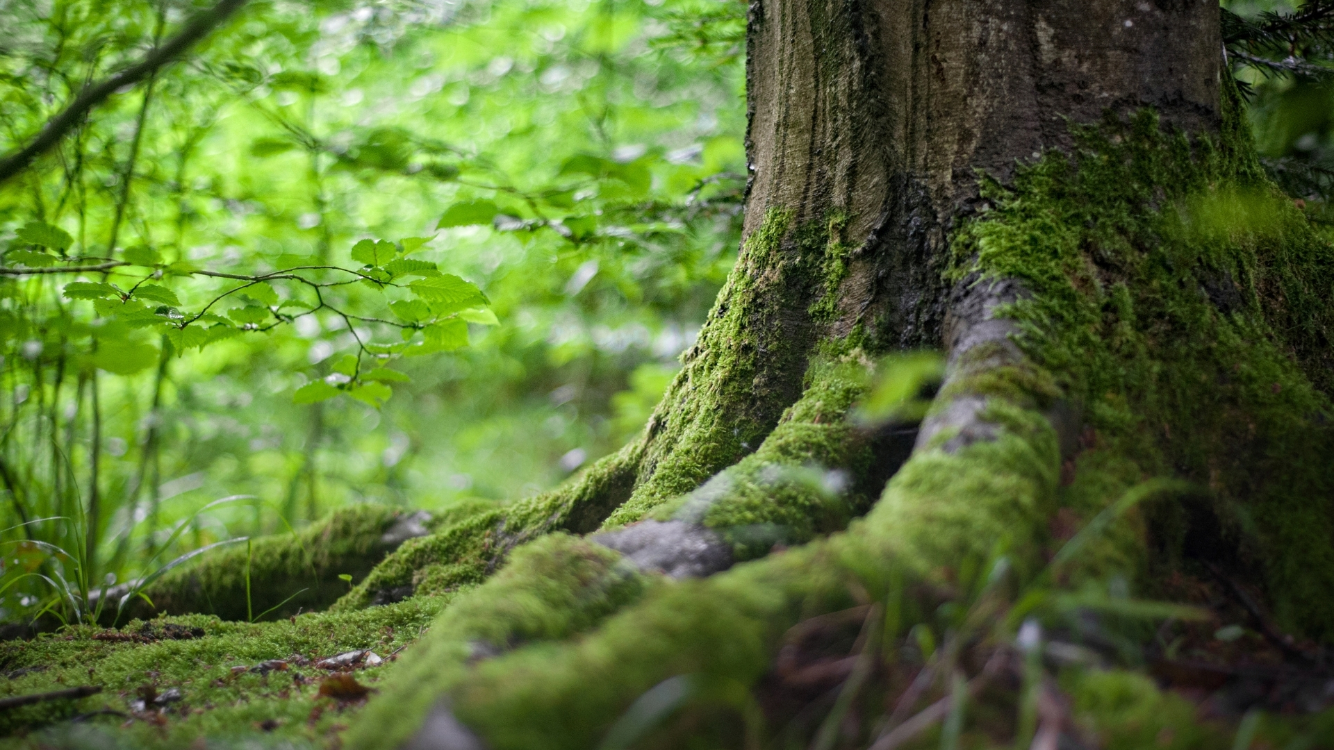 Moss-covered tree trunk in forest - Natural growth and corporate surplus