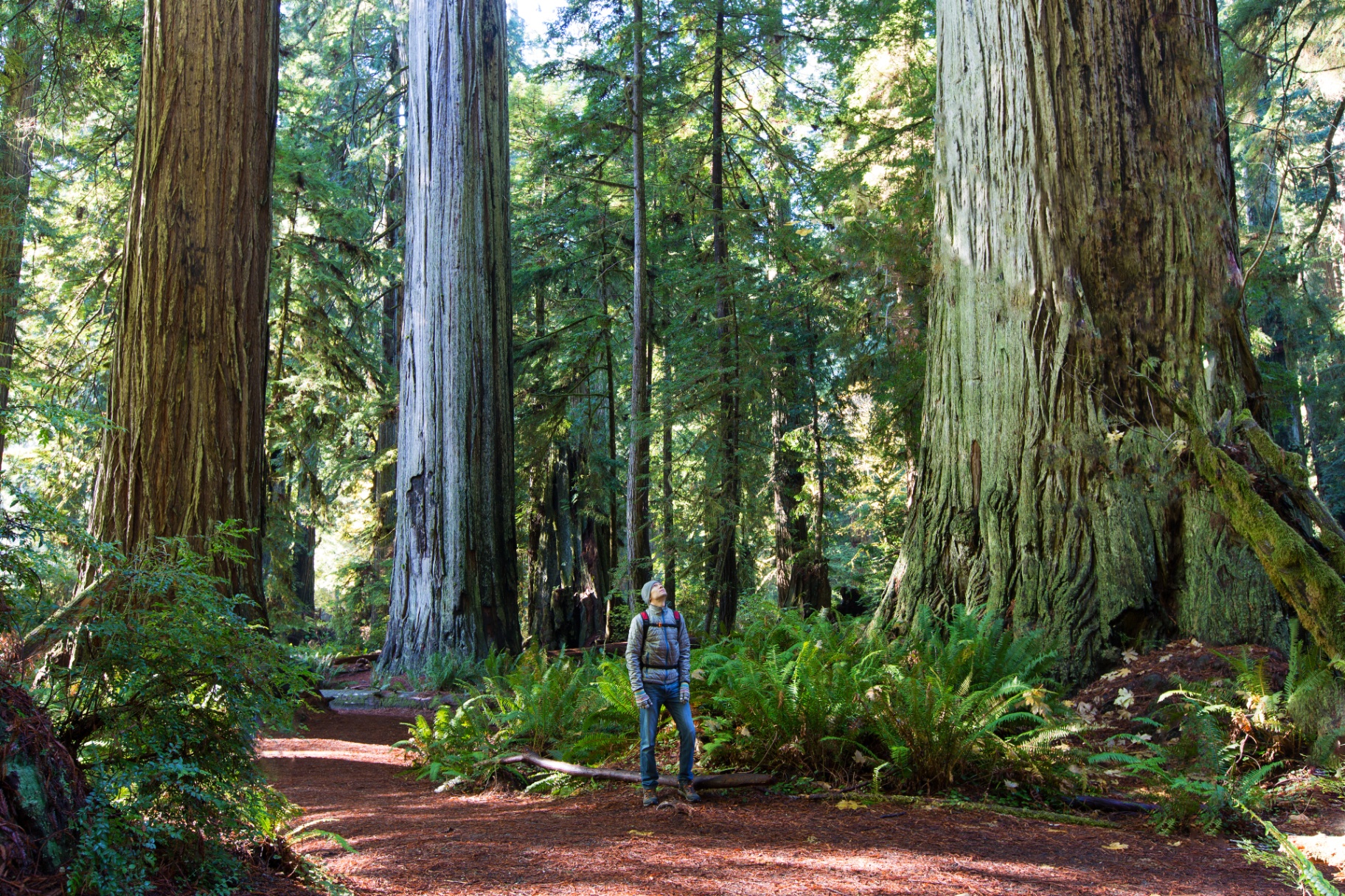 Person standing in majestic forest - ETF investment opportunities