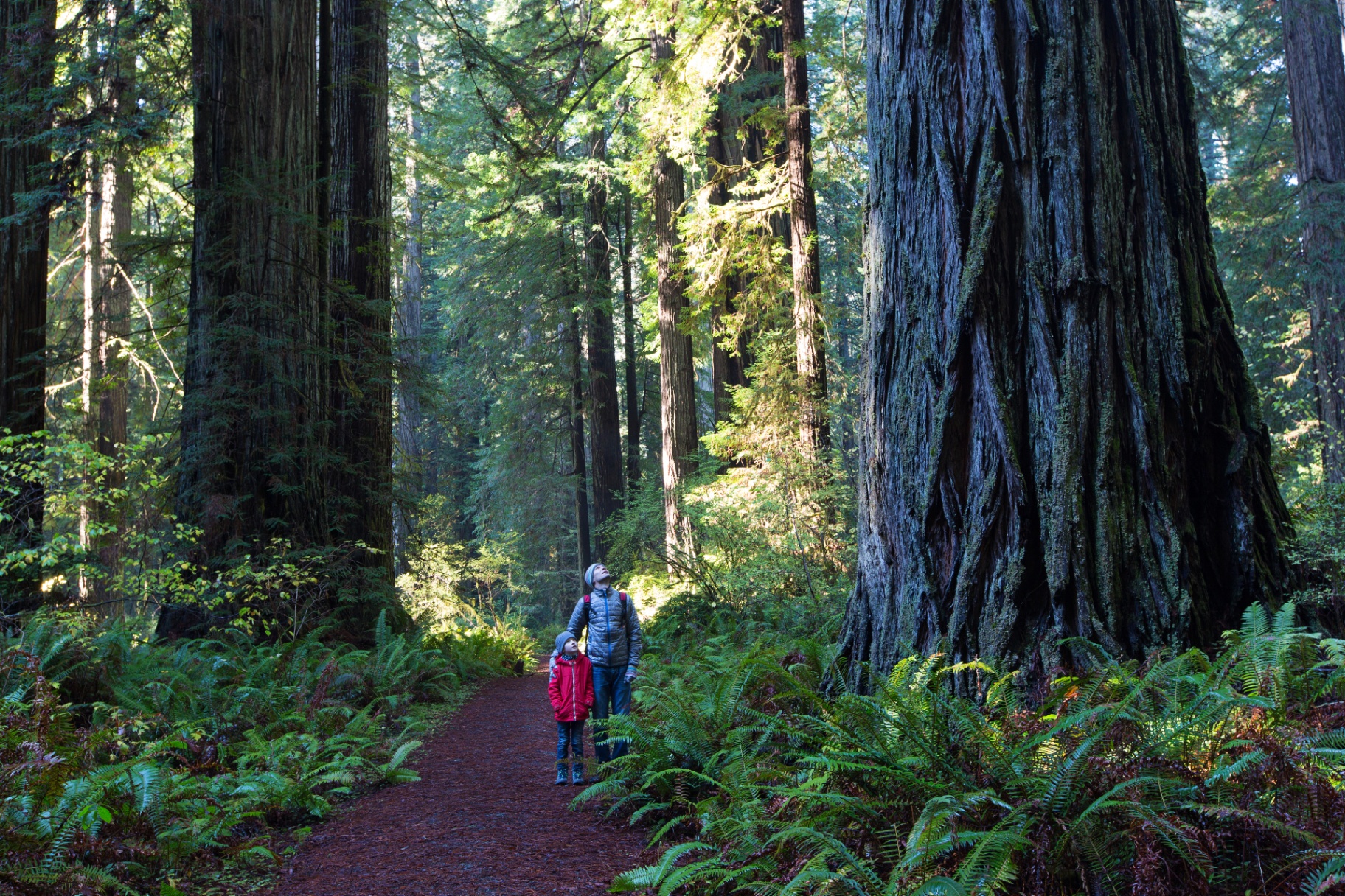 Parent and child in forest - GIC investment security and growth