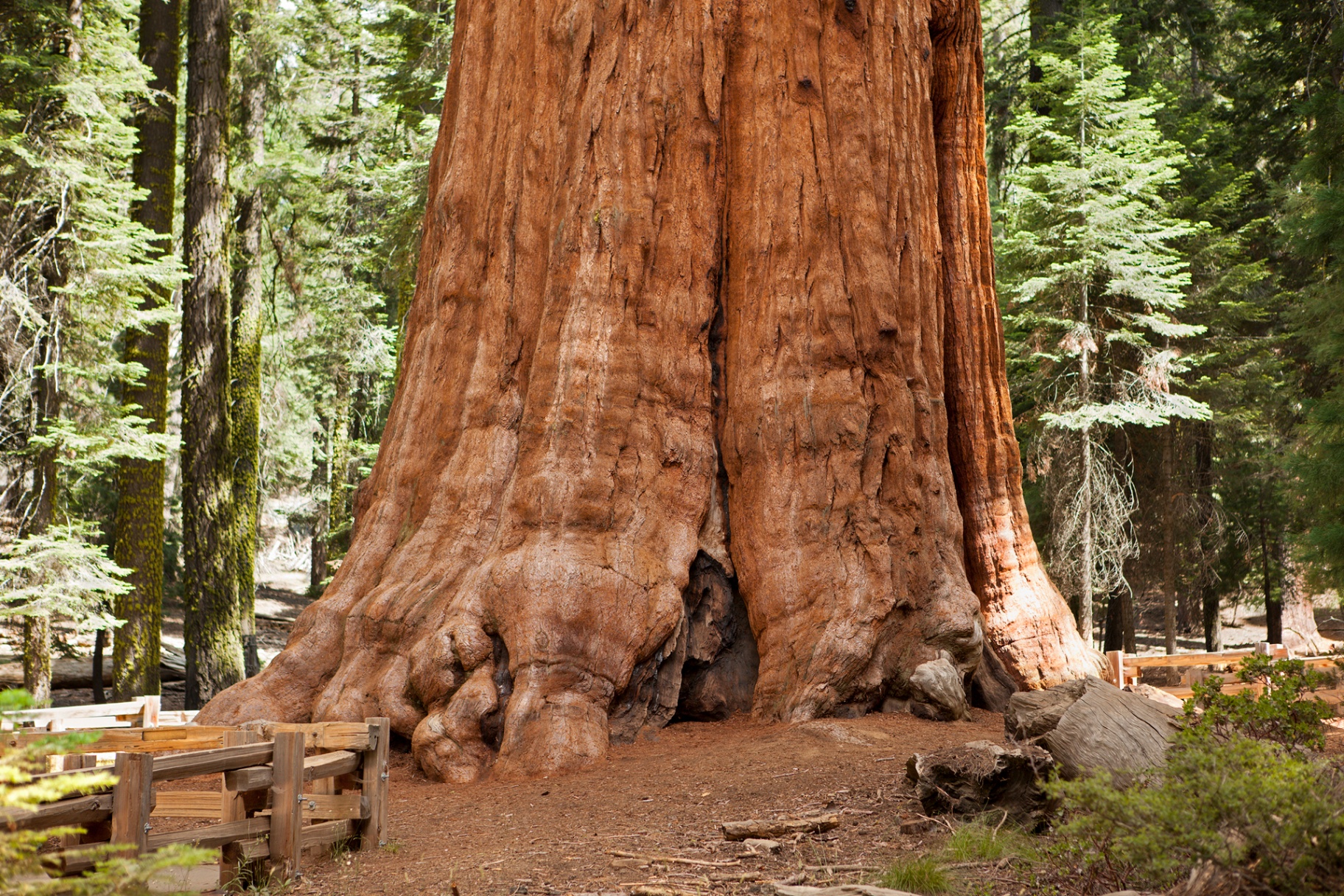 Giant redwood trees with benches - Generational wealth and tradition