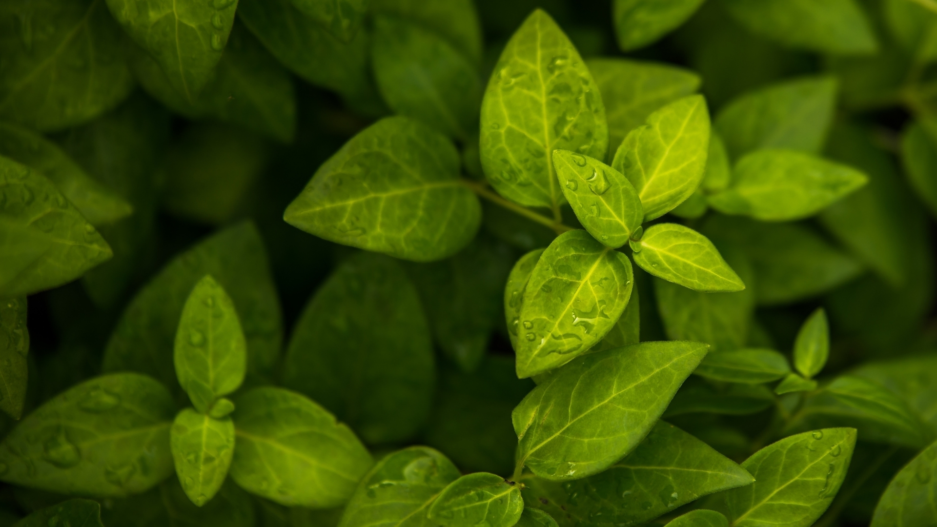 Fresh green leaves - Growth and financial insights