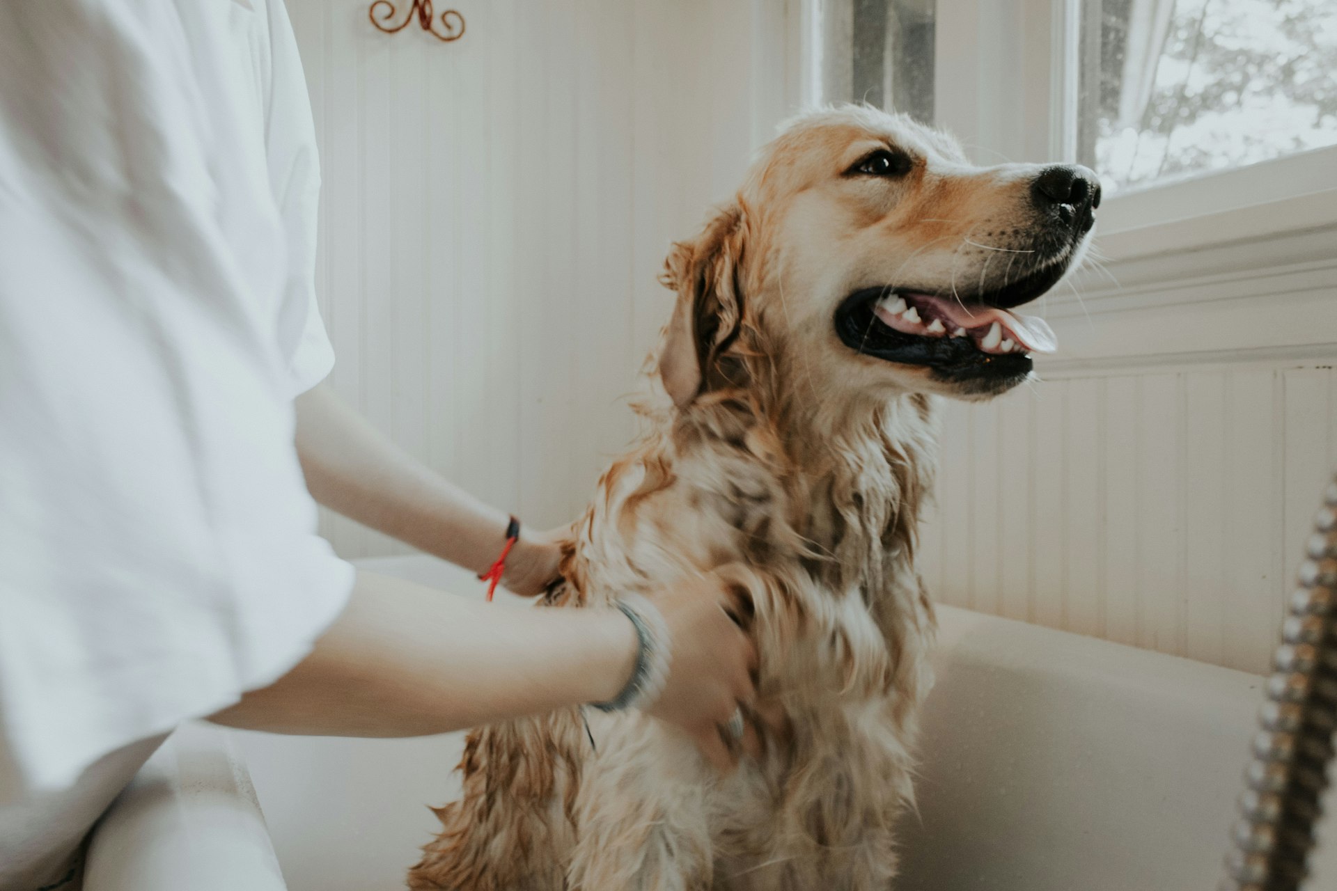 When Should a Veterinarian Incorporate in Canada? A Complete Guide for Canadian veterinarians