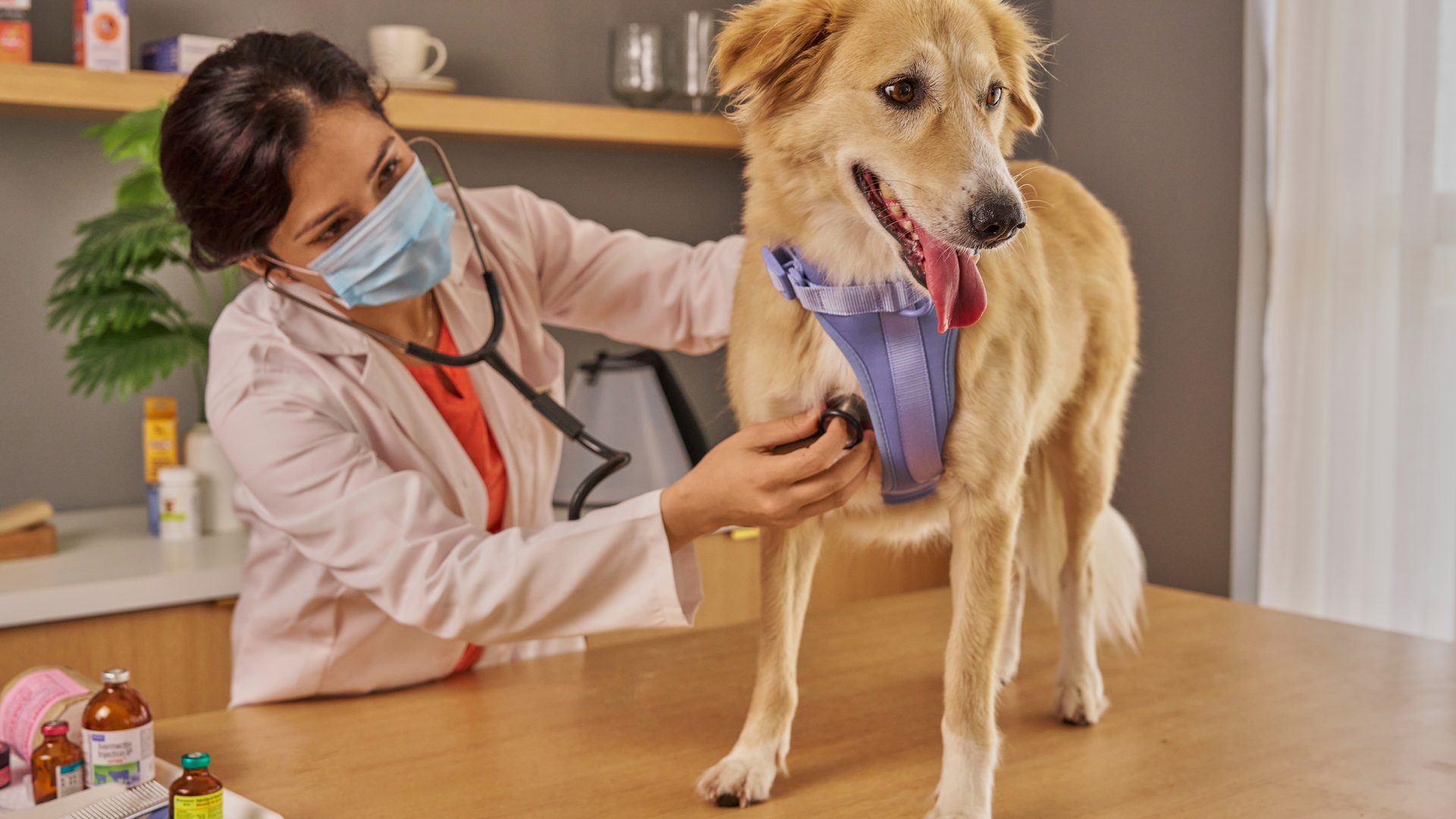 Transitioning from Veterinary Associate to Clinic Owner