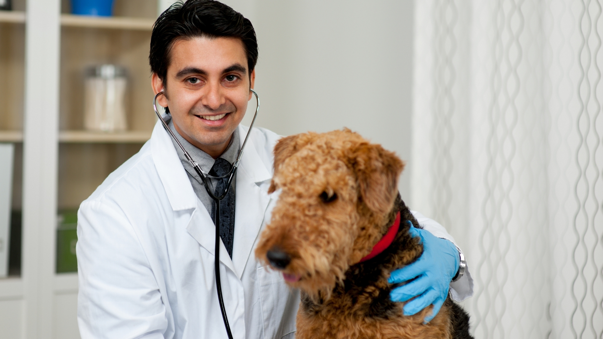 International Veterinarian Graduates
