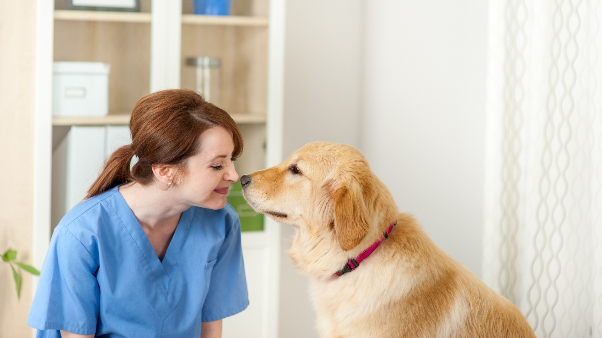 Managing Veterinary Student Debt