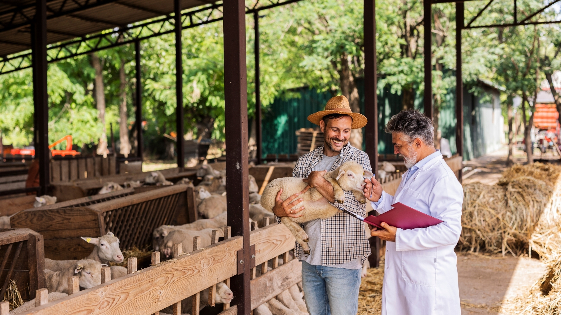 Rural veterinary practice